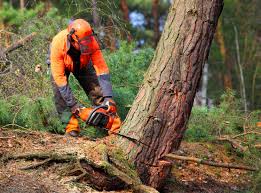 Best Stump Grinding and Removal  in Aurora, TX