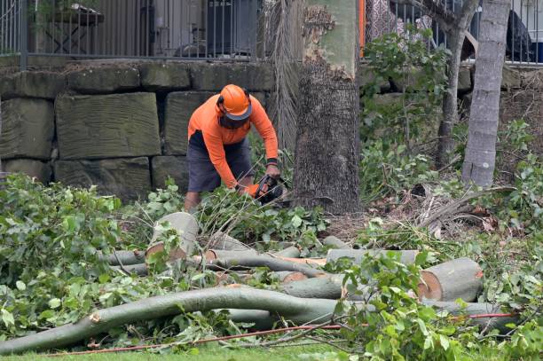 How Our Tree Care Process Works  in  Aurora, TX